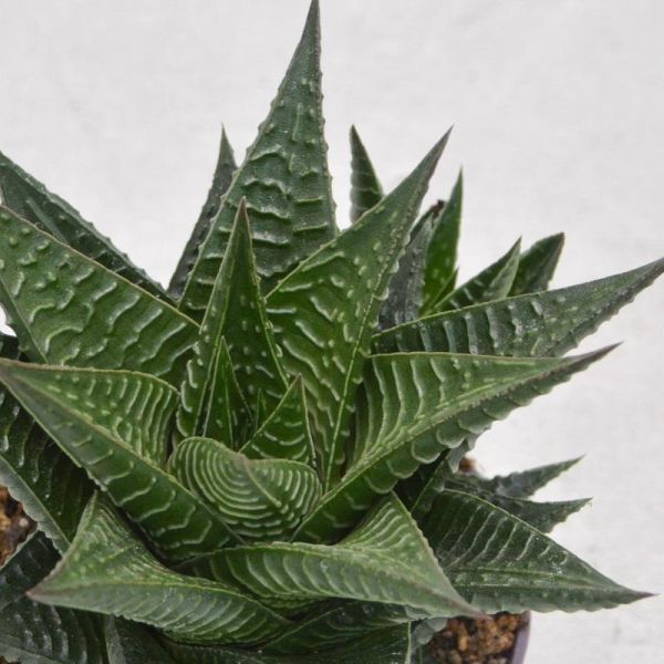 Haworthia limifolia - 9cm