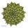 Graptopetalum filiferum - 6cm
