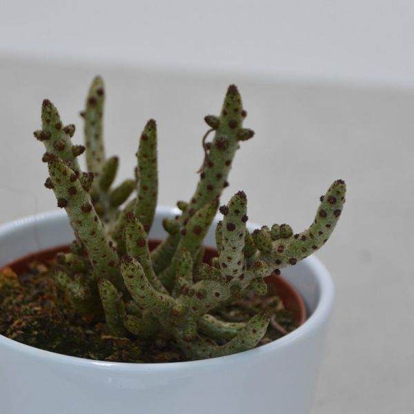 Tylecodon buchholzi - 10,5cm