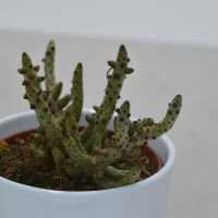 Tylecodon buchholzi - 10,5cm