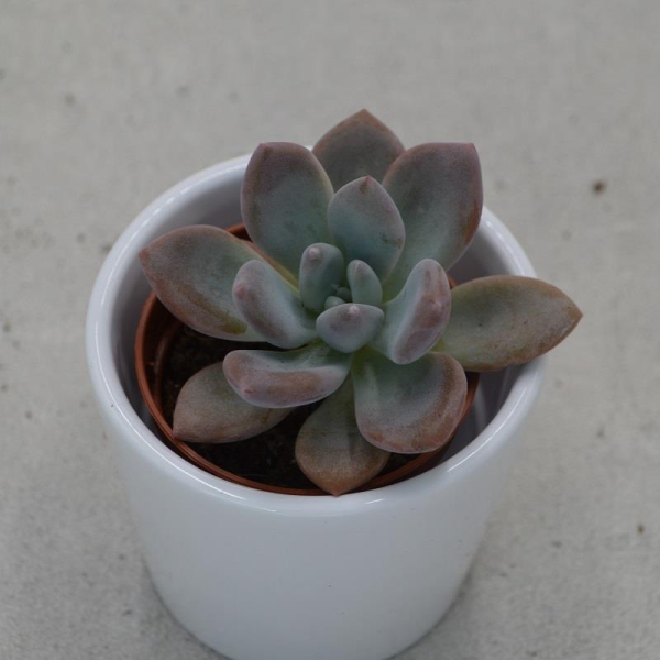 Graptoveria opalina - 5,5cm