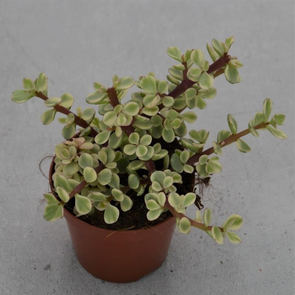 Portulacaria afra Variegata - 8,5