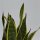 Sansevieria laurentii - 12cm