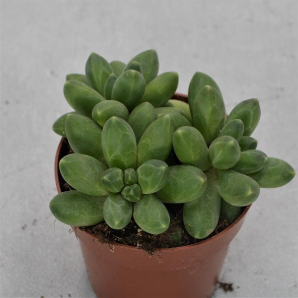 Pachyphytum fitkai