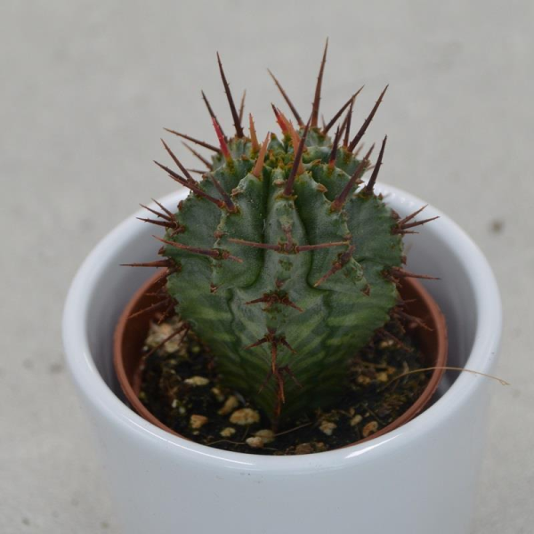 Euphorbia horrida