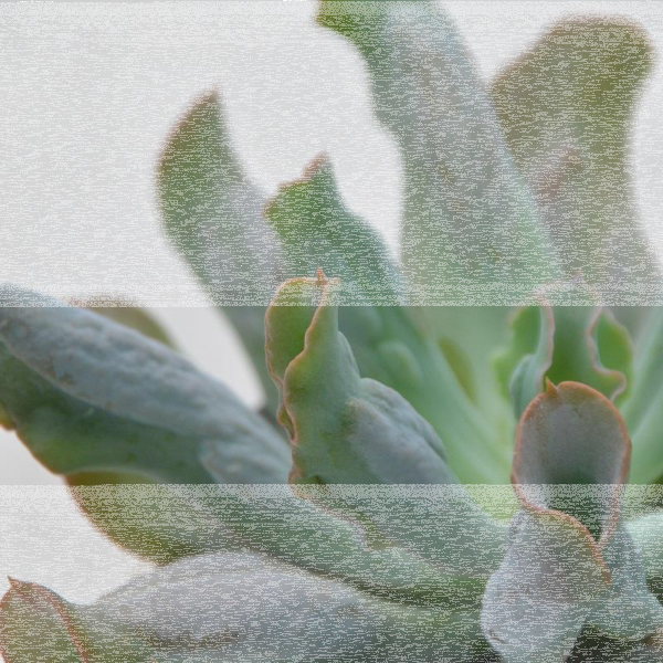 Echeveria Culebra - 13cm