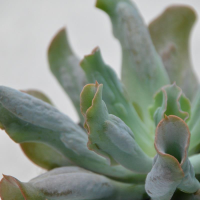 Echeveria Culebra - 13cm