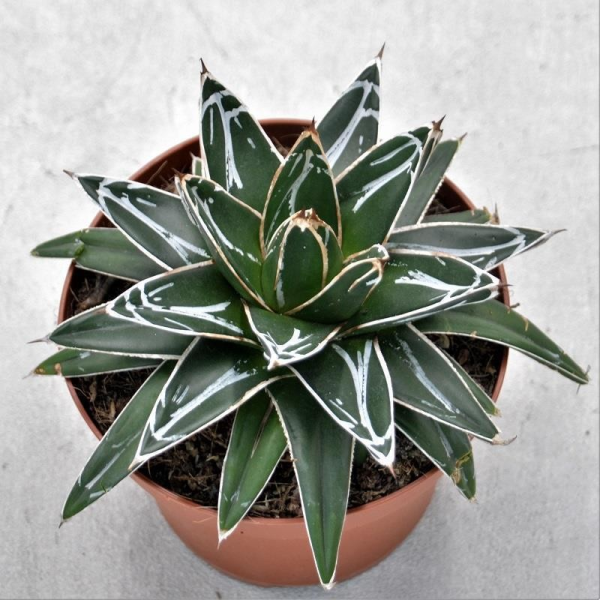 Agave victoriae- reginae - 14cm
