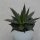 Agave filifera - 10,5cm