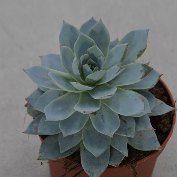 Echeveria subsessilis - 8,5cm