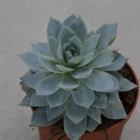 Echeveria subsessilis - 8,5cm