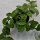 Hoya carnosa Krinkle - 12cm
