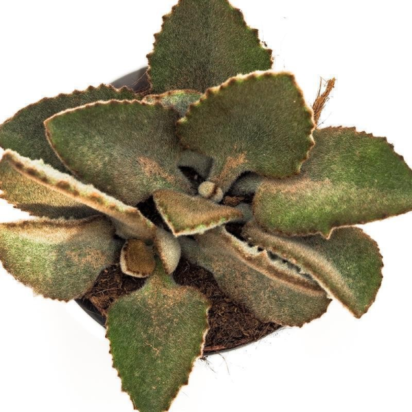 Kalanchoe beharensis - 10,5cm