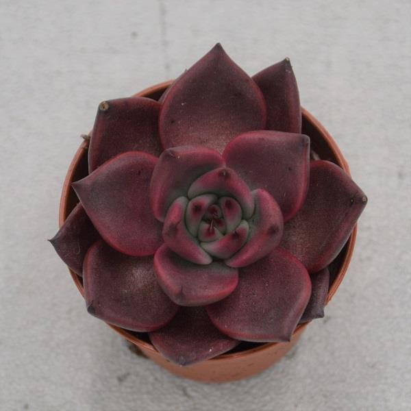 Echeveria Taurus - 5,5cm
