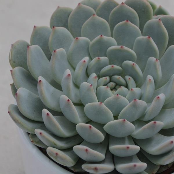 Echeveria Minima - 10,5cm