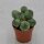 Euphorbia obesa Monstruoza - 8,5cm