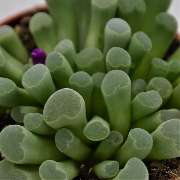 Frithia pulchera - 8,5cm