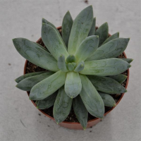 Pachyphytum compactum - 8,5cm