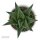 Haworthia limifolia - 6cm