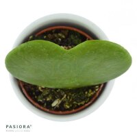 Hoya kerrii - 6cm