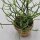 Euphorbia tirucalli - 13cm im Tontopf