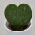Hoya kerrii, marmoriert - 5,5,cm