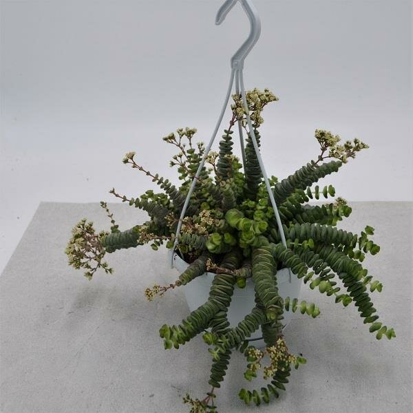 Crassula rupestris subsp. marnieriana - 14cm Ampel