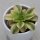 Aeonium decorum Sunburst - 5,5cm