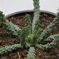 Euphorbia inermis - 13cm