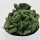 Euphorbia enopla f. cristata - 10,5cm