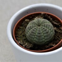 Euphorbia obesa - 5,5cm