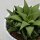 Haworthia angustifolia var. baylissii - 8,5cm