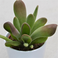 Kalanchoe luciae Oricula - 10,5cm