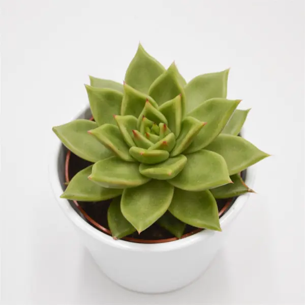Echeveria Elize - 10,5cm
