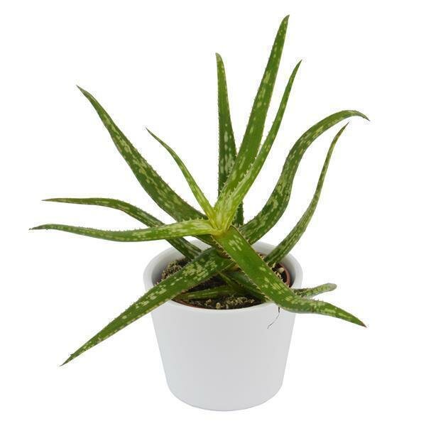 Aloe bakeri - 6cm
