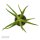 Aloe bakeri - 6cm