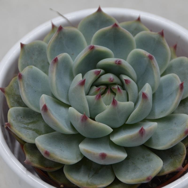 Echeveria parva - 8,5cm