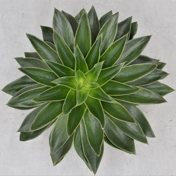 Echeveria Mexicano - 16cm