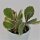 Kalanchoe f. variegata Tricolor - 6cm