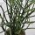 Euphorbia tirucalli - 12cm
