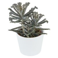 Kalanchoe tubiflora - 6cm