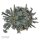 Kalanchoe tubiflora - 6cm
