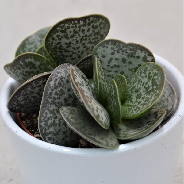 Adromischus trigynus - 8,5cm