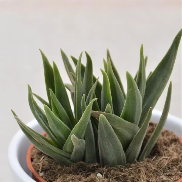 Crassula Lola Lopez - 8,5cm