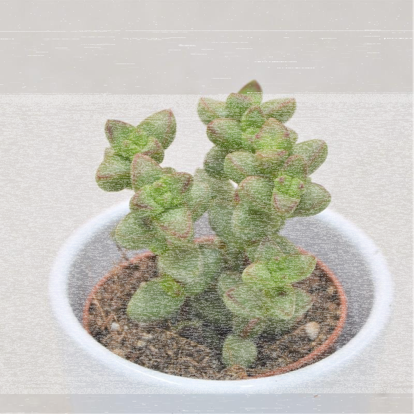 Crassula pagoda X rupestris - 5,5cm