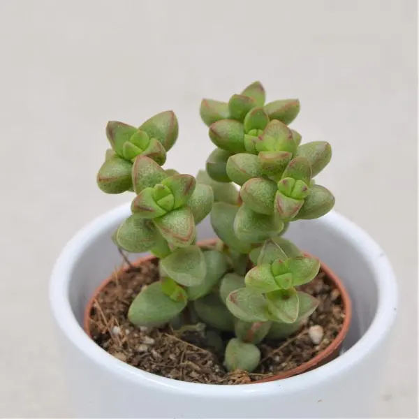 Crassula pagoda X rupestris - 5,5cm