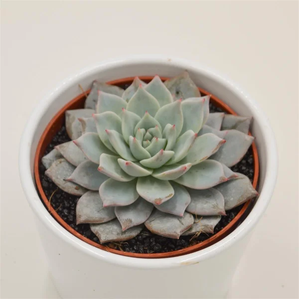 Echeveria Blue Bird - 10,5cm