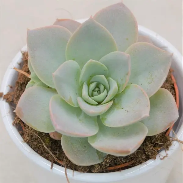 Echeveria Blue Lotus - 9cm