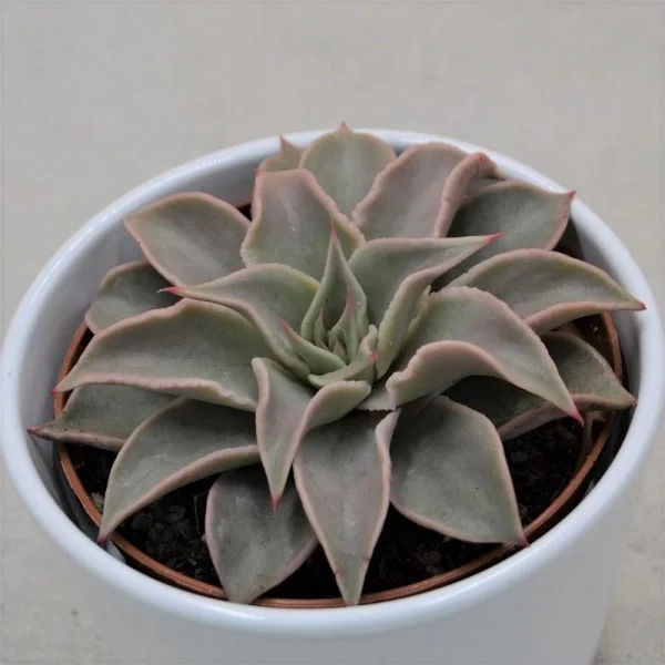Echeveria Madiba - 10,5cm
