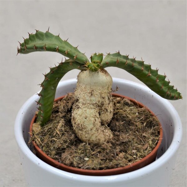 Euphorbia stellata - 8,5cm